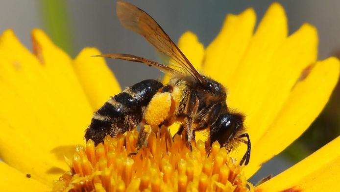 IELTS Academic Reading Practice #2: The hidden lives of solitary bees